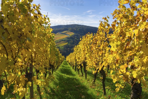 Rows of yellow vines under a blue sky along a green path, Strümpfelbach, Rems Valley, Baden-Württemberg, Germany, Europe