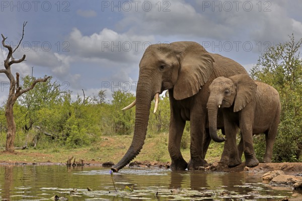 African elephant (Loxodonta africana), adult, bull, male, young, bull with young, at the water, drinking, Kruger National Park, Kruger National Park, South Africa, Africa