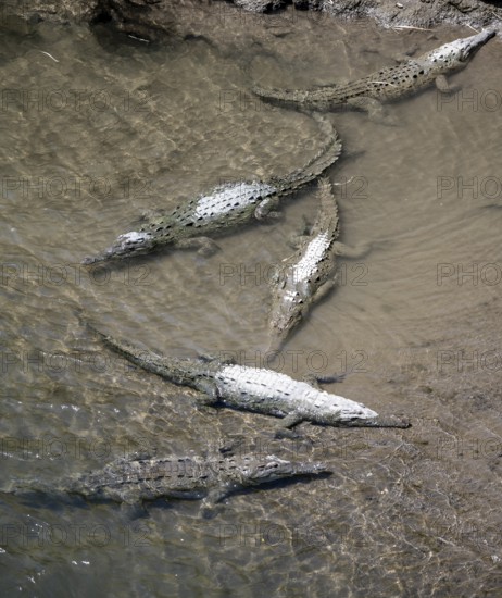 American crocodile (Crocodylus acutus) swimming in the water, from above, Rio Tarcoles, Carara National Park, Puntarenas Province, Costa Rica, Central America