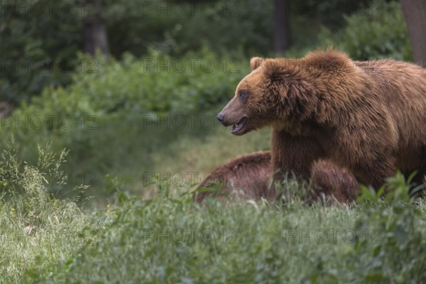 One Kamchatka brown bear (Ursus arctos piscator), walking over a meadow in a forest. Some green vegetation in the background