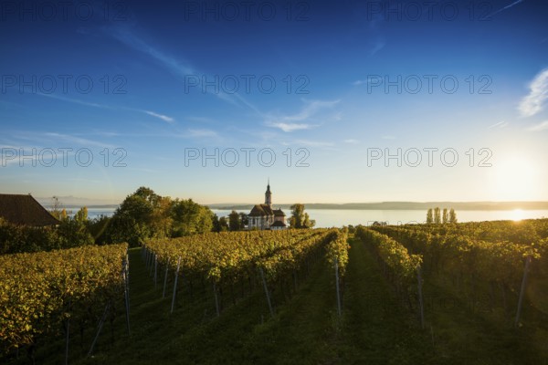 Pilgrimage church Birnau with vineyards in autumn, sunset, Uhldingen-Mühlhofen, Lake Constance, Baden-Württemberg, Germany, Europe
