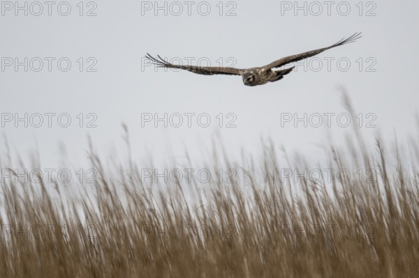 Hen harrier (Circus cyaneus), female, Amrum, Schleswig-Holstein, Germany, Europe
