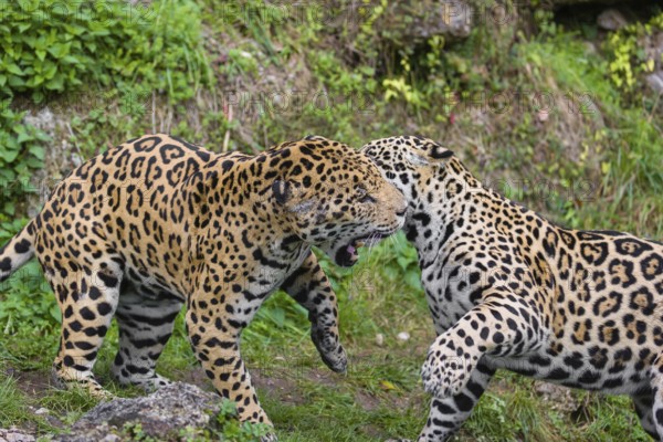 Two adult jaguars (Panthera onca) play fighting on a green meadow