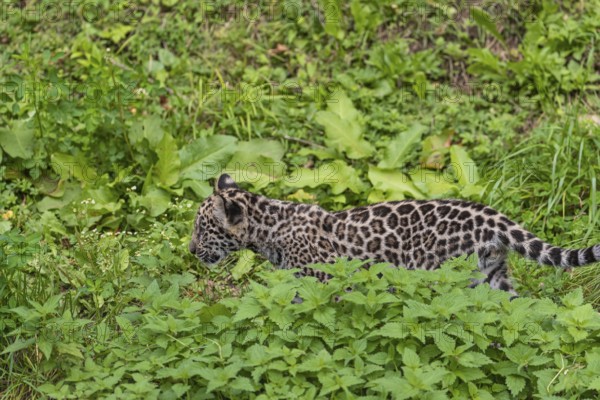 One male jaguar baby (Panthera onca), 10 weeks old, walking over a green meadow