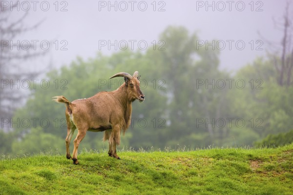 One Barbary sheep (Ammotragus lervia) stands on green hilly ground on a foggy day. Some trees stand in the background