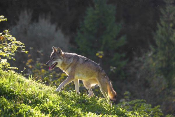 A eurasian gray wolf (Canis lupus lupus) runs across a meadow on a hill with a colourful foliage in the background. Backlight