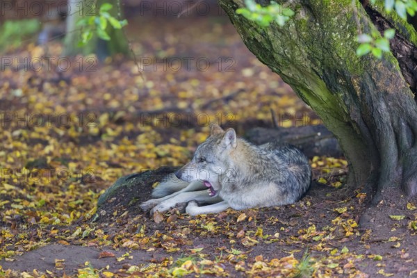 One adult male eurasian gray wolf (Canis lupus lupus) resting in front of an old split tree at a forest edge