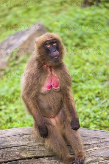 Portrait of an adult female Gelada (Theropithecus gelada), or bleeding-heart monkey, resting on a log