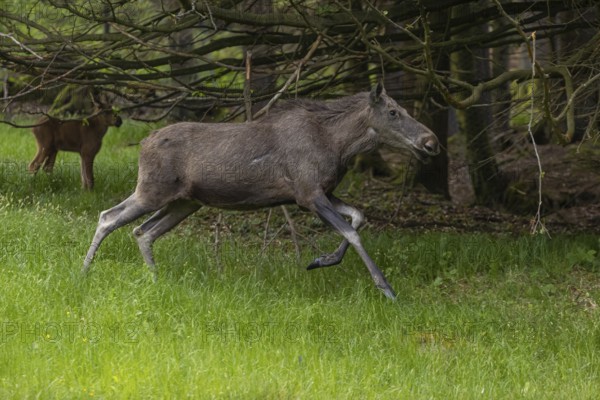 One adult female moose or elk, Alces alces, running, chasing away a male moose to protect her two babies