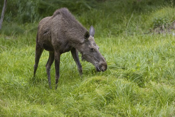One adult female moose or elk, Alces alces, grazing on a meadow with tall fresh green grass