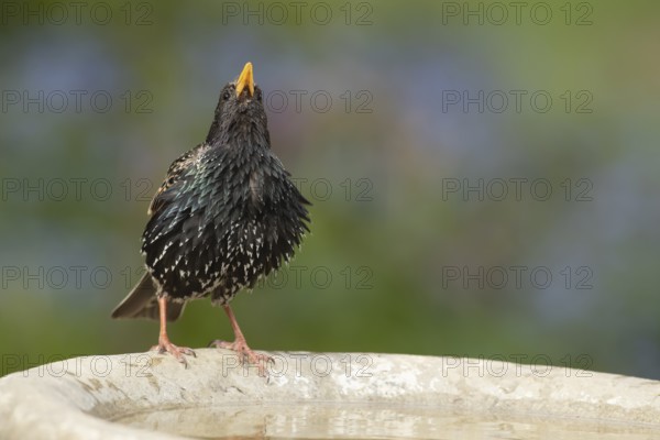 Common or European starling (Sturnus vulgaris) adult bird drinking at a garden bird bath, England, United Kingdom, Europe