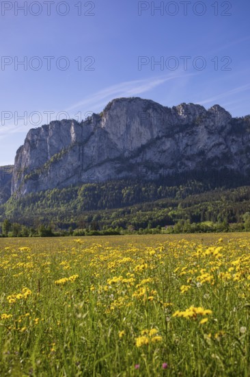 Spring flower meadow with Drachenwand, Mondseeland, Salzkammergut, Upper Austria, Austria, Europe