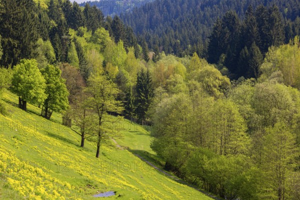 Hilly forest and meadow landscape in the Mühlviertel, Austria, Europe