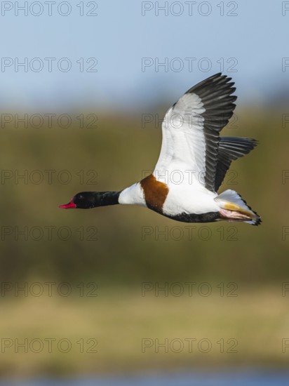 Common Shelduck, Tadorna tadorna, bird in flight over winter marshes