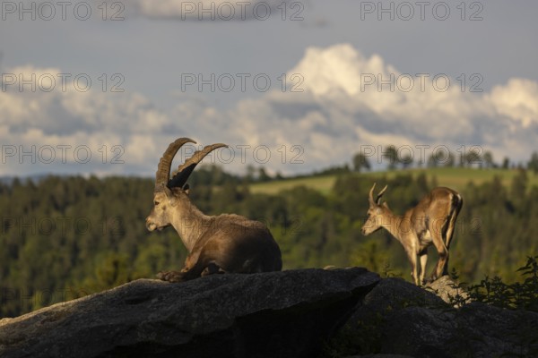 One adult male and one adult female ibex (Capra ibex) resting on hilltop. A bright green forest in the background