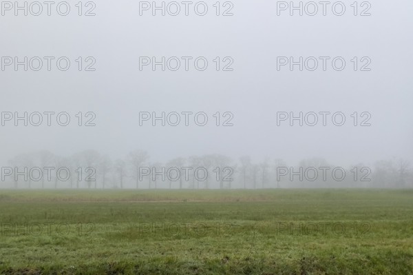 Autumnal wintry foggy landscape with dense fog Field on the horizon Row of trees Trees without foliage on the Lower Rhine, North Rhine-Westphalia, Germany, Europe
