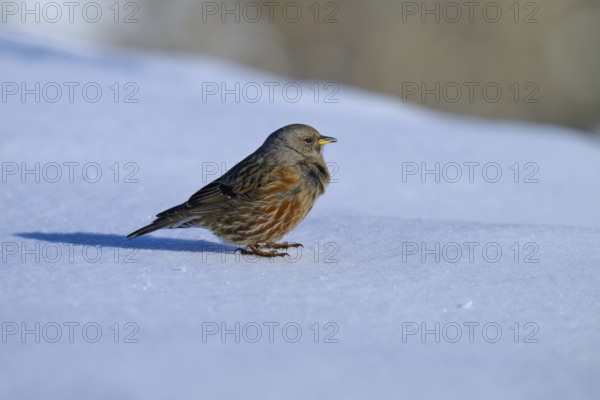 Alpine accentor (Prunella collaris), standing on a snowy surface on a cold day, Gemmi Pass, Leukerbad, Leuk, Valais, Switzerland, Europe