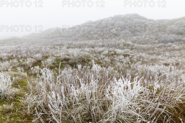 Dune landscape with hoarfrost in the fog, Norderney, Lower Saxony, Germany, Europe
