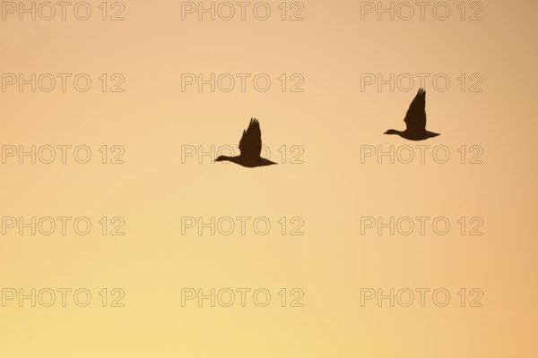 White-fronted goose (Anser albifrons), two geese in flight, at sunrise, morning sky, Dingdener Heide nature reserve, North Rhine-Westphalia, Germany, Europe