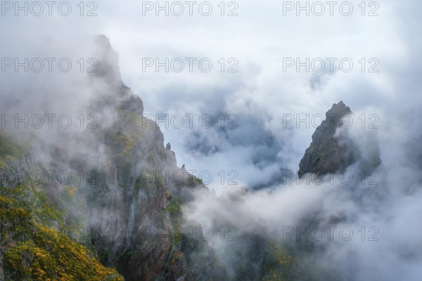 A mountain covered in fog and clouds with blooming Cytisus shrubs. Near Pico de Arieiro, Madeira island, Portugal, Europe