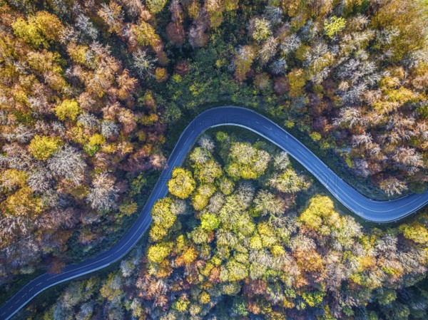 Winding country road through a forest with autumn-coloured trees, Swabian Alb in autumn. Aerial view. Lenningen, Baden-Württemberg, Germany, Europe