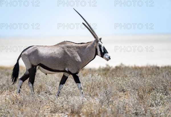 Gemsbok (Oryx gazella) in dry savannah at the Etosha salt pan, Etosha National Park, Namibia, Africa