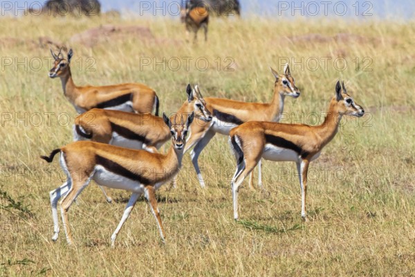 Group of Thomson's gazelle (Eudorcas thomsonii) on the savanna in Africa, Maasai Mara National Reserve, Kenya, Africa