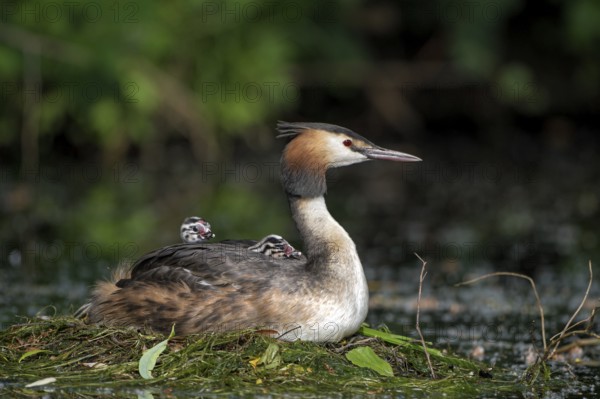 Great Crested Grebe (Podiceps cristatus), adult bird and chicks, on the nest, Krickenbecker Seen, North Rhine-Westphalia, Germany, Europe