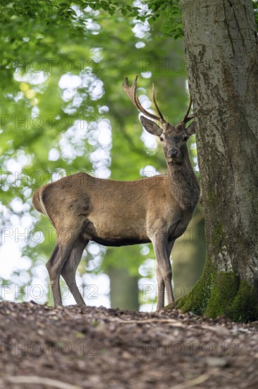 Red deer (Cervus elaphus), Vulkaneifel, Rhineland-Palatinate, Germany, Europe