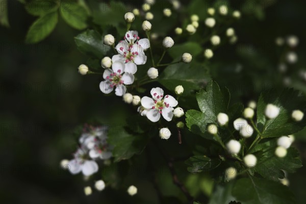 Iserlohn. This year's unusually warm weather in April has already given us a May. Nature exploded in a frenzy of colour. The unusually warm weather in April this year has already given us a May. Nature exploded in a riot of colours