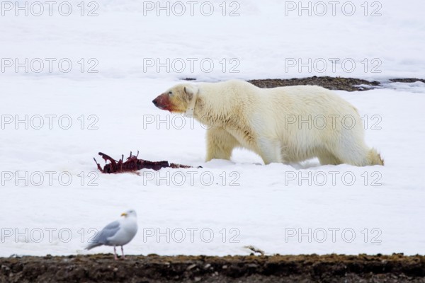 Collared polar bear (Ursus maritimus) with radio collar, GPS tracker eating from seal prey carcass on snowfield along the Svalbard coast, Spitsbergen