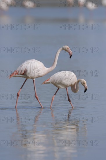 Greater flamingo (Phoenicopterus roseus), pair, Camargue, Provence, southern France