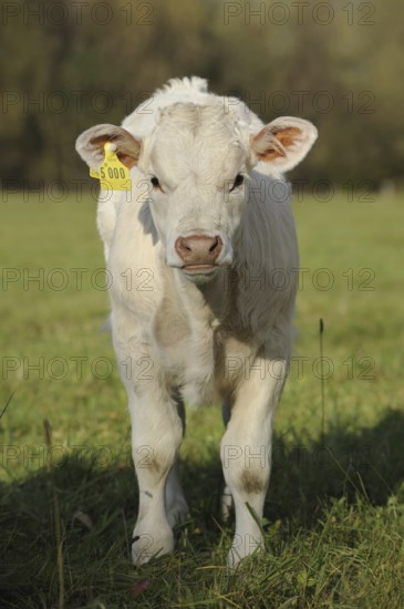 Charolais cattle (Bos primigenius taurus), calf on a pasture, North Rhine-Westphalia, Germany, Europe