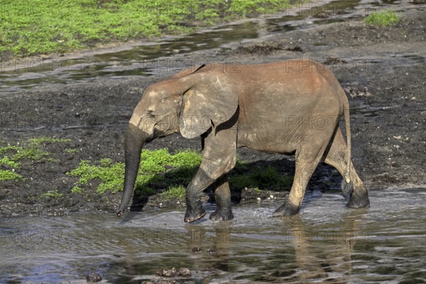 African forest elephant (Loxodonta cyclotis) in the Dzanga Bai forest clearing, Dzanga-Ndoki National Park, Unesco World Heritage Site, Dzanga-Sangha Complex of Protected Areas (DSPAC), Sangha-Mbaéré Prefecture, Central African Republic, Africa