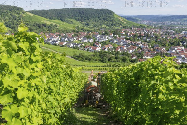 Winegrower pruning vines with a leaf cutter on a tractor, Korb im Remstal, Baden-Württemberg, Germany, Europe