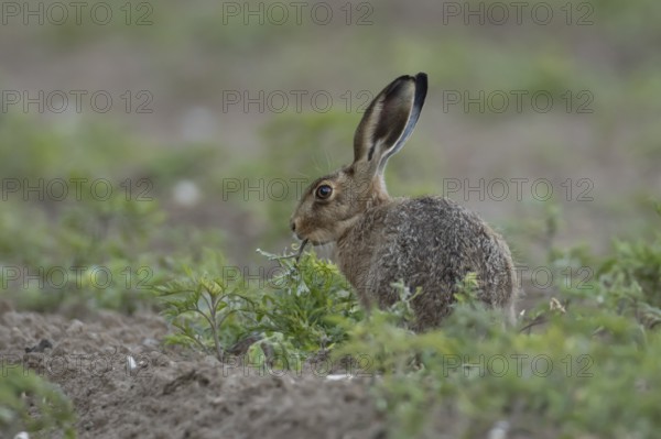 European brown hare (Lepus europaeus) adult animal feeding on plant leaves in a farmland field, England, United Kingdom, Europe