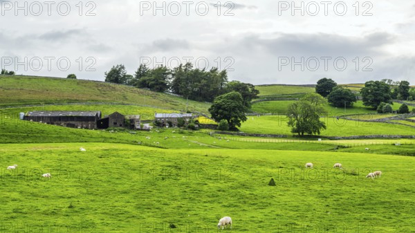 Sheeps and Farms in Yorkshire Dales National Park, North Yorkshire, England, United Kingdom, Europe