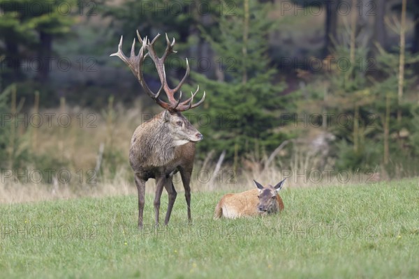 Red deer (Cervus elaphus) in rutting season, capital stag with doe in a forest clearing, wildlife, Sauerland, North Rhine-Westphalia, Germany, Europe