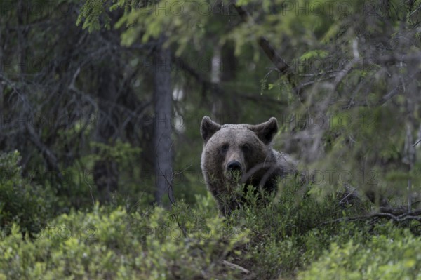 European brown bear, Karelia, Finland, Europe