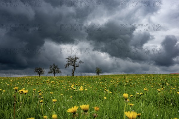 Fruit trees on common dandelion (Taraxacum) in front of dark sky, Mindelheim, Bavaria, Germany, Europe