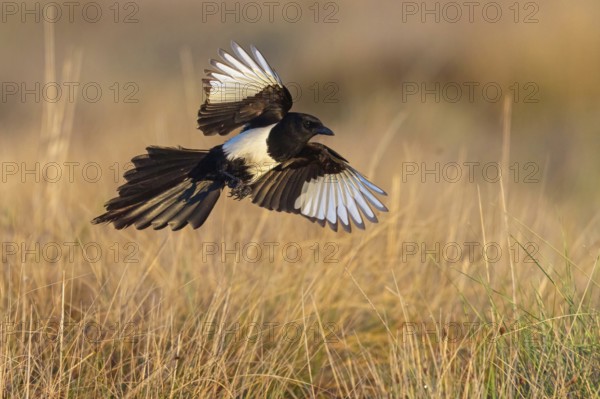 European magpie (Pica pica), flight photo, Hides de El Taray / Raptor Hide, Villafranca de los Caballeros, Castilla La Mancha / Toledo, Spain, Europe