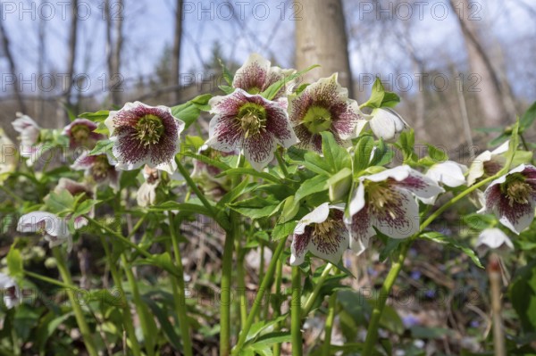 Oriental hellebore (Helleborus orientalis), Bavaria, Germany, Europe