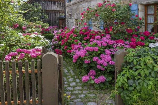 Hydrangea in bloom in the front garden of an old Franconian farmhouse, Ödenberg, Middle Franconia, Bavaria, Germany, Europe