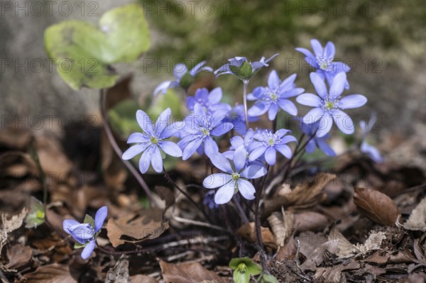 Liverwort (Hepatica nobilis), North Rhine-Westphalia, Germany, Europe