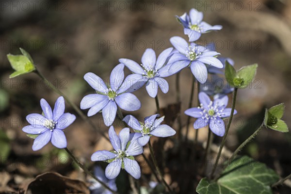 Liverwort (Hepatica nobilis), North Rhine-Westphalia, Germany, Europe