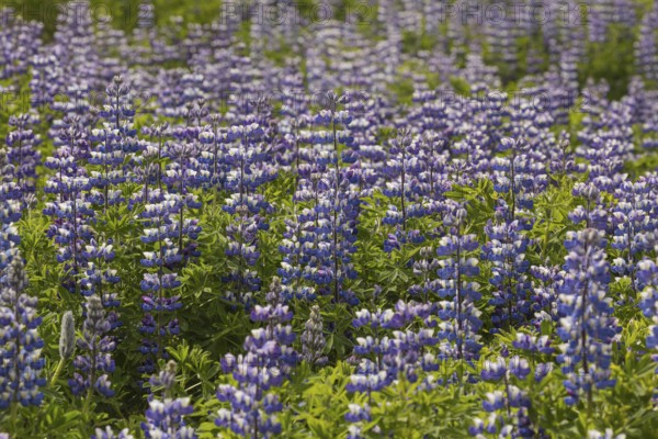 Nootka lupine, Lupinus nootkatensis, covering large areas in iceland to stop erosion. Djupivogur, east iceland