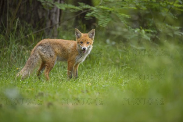Red fox (Vulpes vulpes), a fox stands in the summer forest on a green meadow and looks into the camera, summer, Hesse, Germany, Europe