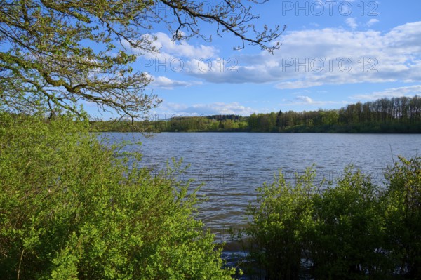Rotenbachteich, surrounded by trees and bushes, in sunny weather in spring, Freiensteinau, Vogelsberg, Hesse, Germany, Europe
