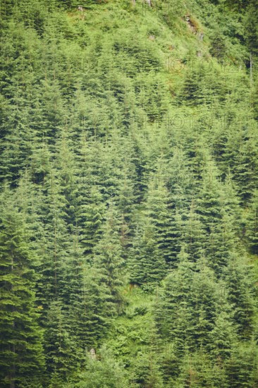 Norway spruce (Picea abies), growing in the mountains in tirol, Kitzbühel, Austria, Europe