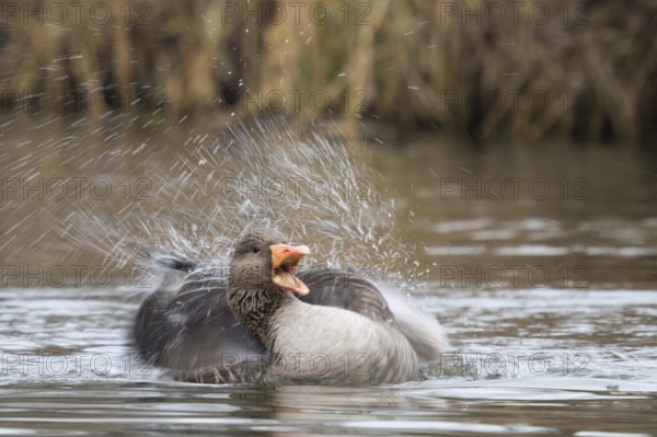 Greylag goose (Anser anser), bathing, water splashes, motion blur, Hesse, Germany, Europe
